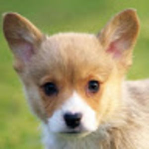 Meet your Posher, Thomas